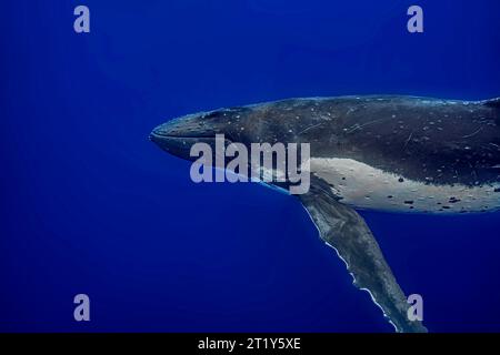 Portrait d'une baleine à bosse (Megaptera novaengliae) sous l'eau Banque D'Images