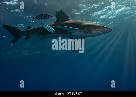 Majestueux requin blanc océanique (Carcharhinus longimanus) nageant près de la surface avec un couple de poissons pilotes et les rayons du soleil entrant dans le W. Banque D'Images