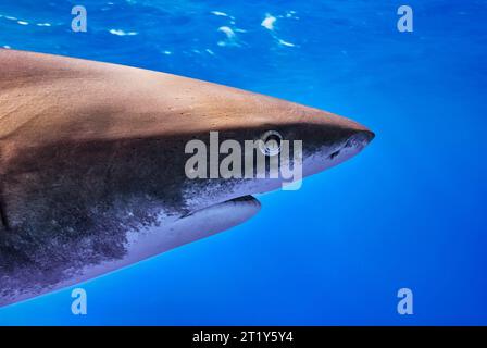 Portrait de la tête d'un requin blanc océanique (Carcharhinus longimanus) Banque D'Images