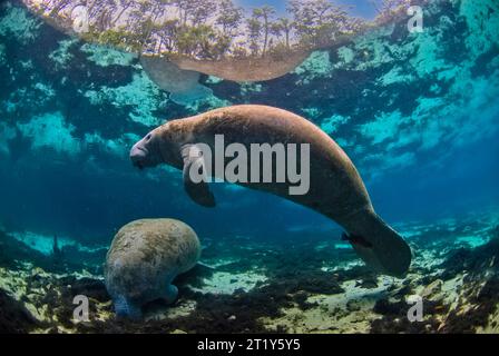 Deux lamantins de floride ((Trichechus manatus latirostris), l'un flottant paisiblement dans l'eau cristalline et l'autre mangeant au fond Banque D'Images