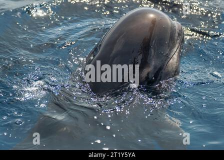 Tête de baleine pilote (Globicephala melas) sortant de l'eau Banque D'Images