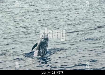 Le dauphin de Risso (Grampus griseus) sautant hors de l'eau par temps nuageux. La moitié de son corps est hors de l'eau Banque D'Images