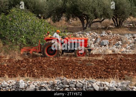 Malia, Crète, Grèce, Europe. 27.09.2023. Agriculteur conduisant un tracteur rouge pour labourer une petite parcelle de terres agricoles dans une région de stoney. Banque D'Images