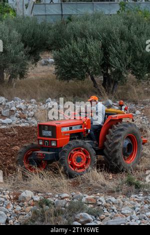 Malia, Crète, Grèce, Europe. 27.09.2023. Agriculteur conduisant un tracteur rouge pour labourer une petite parcelle de terres agricoles dans une région de stoney. Banque D'Images