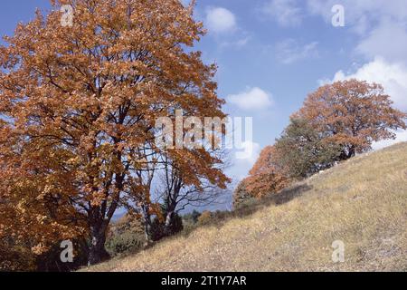 Arbres de hêtre européen dans les couleurs chaudes de l'automne contre un ciel bleu Banque D'Images