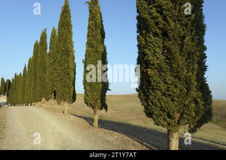 Une rangée de cyprès flanque une route de campagne, Cupressus sempervirens ; Cupressaceae Banque D'Images