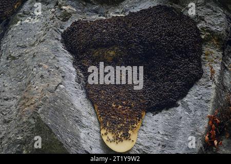 Sindhupalchowk, Népal. 5 juin 2023. Un essaim d'abeilles sauvages est vu sur un nid d'abeilles dans le district de Sindhupalchowk au Népal le lundi 5 juin 2023. Dans les collines enchanteresses du Népal, une tradition séculaire appelée chasse au miel se déploie, alors que des individus courageux s'aventurent dans les falaises dangereuses à la recherche du nectar doré de la nature. Avec une seule corde comme ligne de vie, ces chasseurs de miel escaladent de grandes hauteurs, risquant leur vie pour avoir la chance de récolter des nids d'abeilles cachés dans les hauteurs. La municipalité rurale de Bhotekhosi dans le district de Sindhupalchowk sert de terrain de jeu audacieux.Palden Sherpa, rep Banque D'Images
