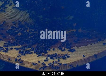 Sindhupalchowk, Népal. 5 juin 2023. Un essaim d'abeilles sauvages se rassemble sur un nid d'abeille dans le district de Sindhupalchowk au Népal le lundi 5 juin 2023. Dans les collines enchanteresses du Népal, une tradition séculaire appelée chasse au miel se déploie, alors que des individus courageux s'aventurent dans les falaises dangereuses à la recherche du nectar doré de la nature. Avec une seule corde comme ligne de vie, ces chasseurs de miel escaladent de grandes hauteurs, risquant leur vie pour avoir la chance de récolter des nids d'abeilles cachés dans les hauteurs. La municipalité rurale de Bhotekhosi dans le district de Sindhupalchowk sert de terrain de jeu audacieux.Palden Sherpa, rep Banque D'Images