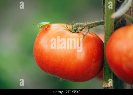 Bug vert puant sur les fruits de légumes de tomate maison dans le jardin biologique, mise au point sélective Banque D'Images