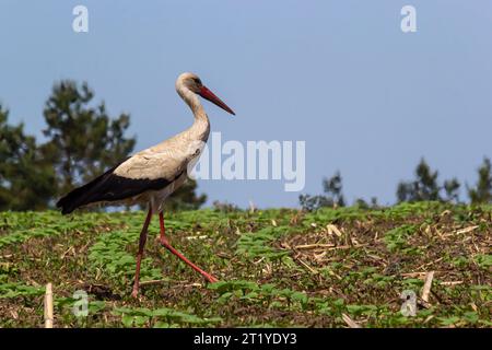 Cigogne blanche, Ciconia ciconia l'oiseau chasse sur les marais herbeux. Banque D'Images