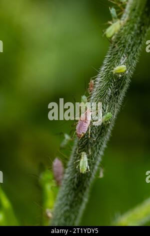 Macrosiphum rosae, le puceron rose est un puceron de la famille des Aphididae, Hemiptera. Banque D'Images