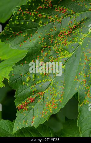 Feuilles avec acarien biliaire Eriophyes tiliae. Photographie rapprochée d'une feuille atteinte de Galles d'Eriophyes tiliae. Photo de haute qualité Banque D'Images