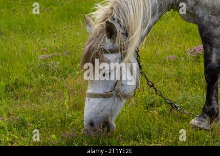 Un beau cheval gris blanc reste calme en pâturant sur un champ d'herbe verte ou un pâturage, ses oreilles vers le haut et la tête vers le bas. Fond de paysage rural. Banque D'Images