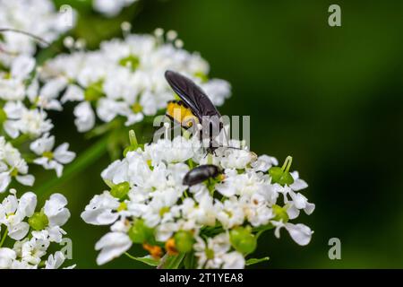 Mouche noire, Sciara thomae, sur des fleurs blanches sur fond vert flou. Banque D'Images