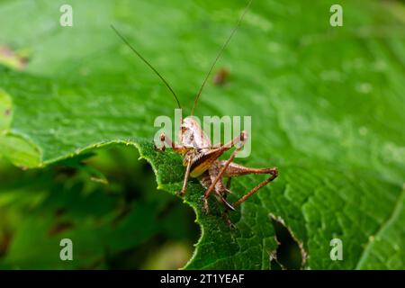Gros plan naturel sur un bush-cricket noir sub-adulte, Pholidoptera griséoaptera assis sur une feuille verte. Banque D'Images