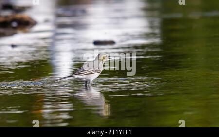 Motacilla alba - la queue blanche, est une petite espèce d'oiseau de passereau de la famille des Motacillidae. Banque D'Images