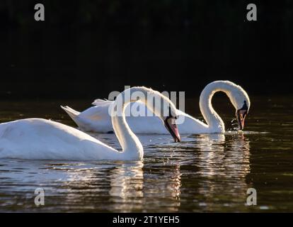 Cygnus olor, cygne nageant dans l'eau. Banque D'Images