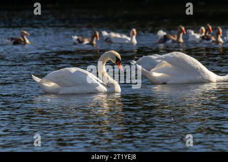 Cygnus olor, cygne nageant dans l'eau. Banque D'Images