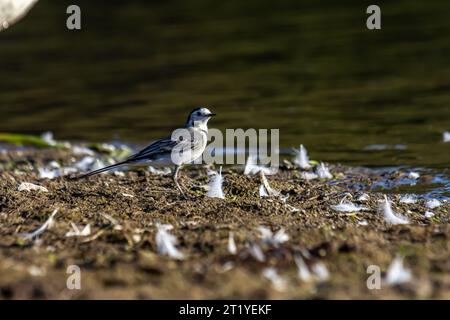 Motacilla alba - la queue blanche, est une petite espèce d'oiseau de passereau de la famille des Motacillidae. Banque D'Images