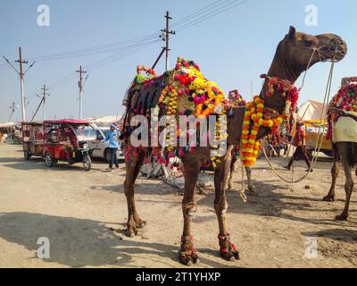 PRAYAGRAJ, UTTAR PRADESH, INDE - 14 AOÛT 2023 : homme indien et chameau au lever du soleil. Banque D'Images