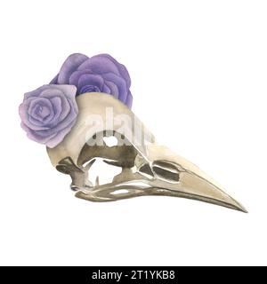 Illustration à l'aquarelle d'un crâne de corbeau et de roses lilas.isolé sur un fond blanc, dessiné à la main Banque D'Images