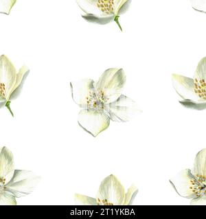 Illustration à l'aquarelle de jasmin - motif sans couture pour les souvenirs et les textiles. Sur fond blanc, dessiné à la main Banque D'Images