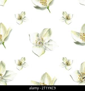Illustration à l'aquarelle de jasmin - motif sans couture pour les souvenirs et les textiles. Isolé sur fond blanc, dessiné à la main Banque D'Images