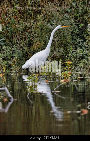 Grande aigrette blanche dans un marais. Banque D'Images