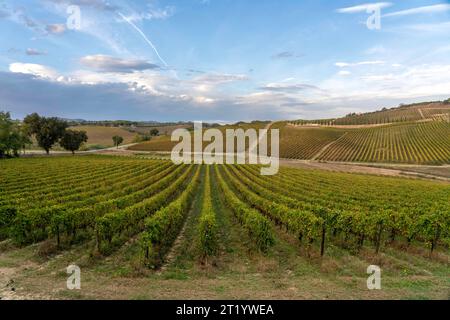 De vastes vignobles s'étendent sous un ciel spectaculaire, mettant en valeur la symétrie de la nature. Collines et arbres ondulants parsèment l'horizon, capturant l'essence du passé Banque D'Images