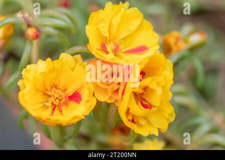 Belles fleurs jaunes de portulaca, également connu sous le nom de purslane. Banque D'Images