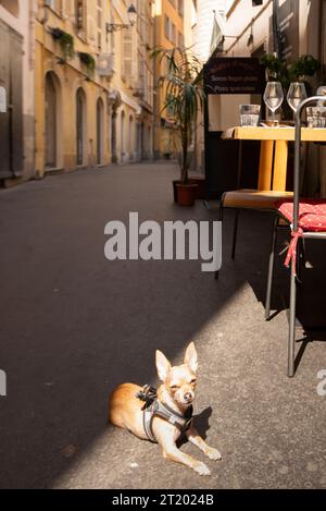 Chien allongé dans la ruelle à côté du café français Banque D'Images