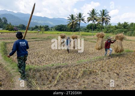 Thaïlande : rizières dans la province de Mae Hong son, au nord-ouest du pays. Récolte manuelle du riz Banque D'Images