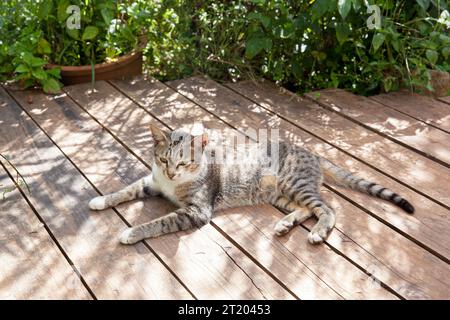 Tabby chat se réchauffe dans le soleil de la nature sur des planches de bois et semble si cool Banque D'Images