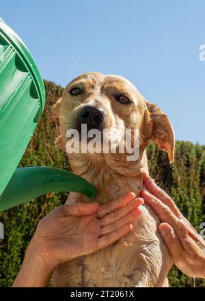 Chien Labrador dans le bain avec sa maîtresse Banque D'Images