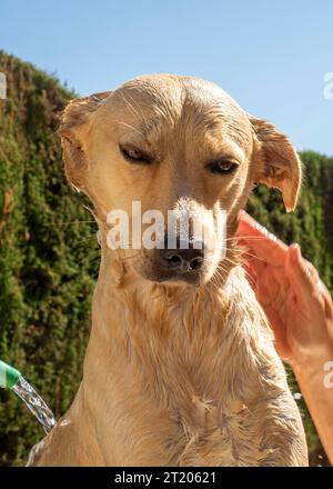 Chien Labrador dans le bain avec sa maîtresse Banque D'Images