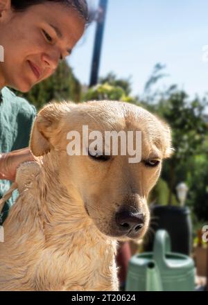 Chien Labrador dans le bain avec sa maîtresse Banque D'Images