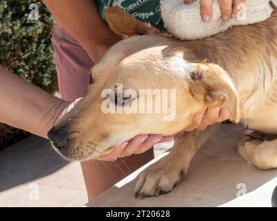 Chien Labrador dans le bain avec sa maîtresse Banque D'Images