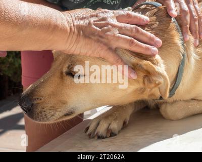 Chien Labrador dans le bain avec sa maîtresse Banque D'Images