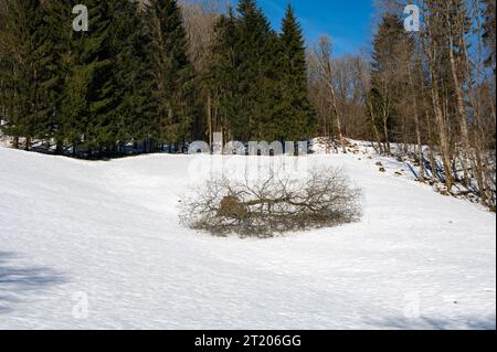 Arbres au bord d'une forêt en hiver avec beaucoup de neige, un arbre est tombé sur un champ de neige, avec un ciel bleu dans le haut Rhön, Hesse, Allemagne Banque D'Images