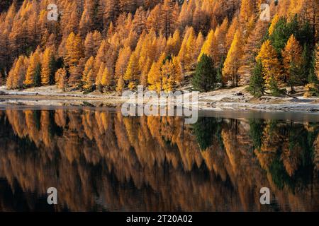 Lac Orceyrette en automne avec réflexion de l'eau des mélèzes dorés réflexion. Région de Briançon dans les Hautes-Alpes (Alpes). France Banque D'Images