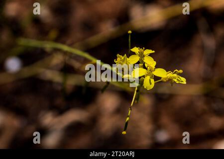 Diplotaxis harra, fleur jaune de fusée de mur Banque D'Images