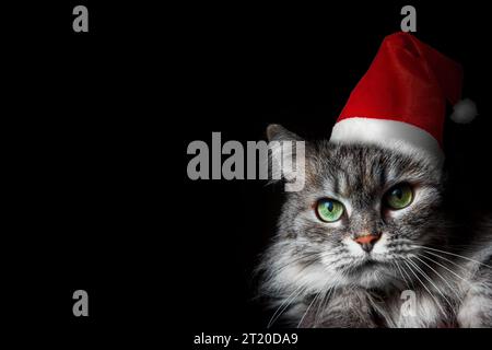 Adorable chat gris moelleux domestique avec de longs Whiskers et la tasse rouge du Père Noël sur fond noir Banque D'Images