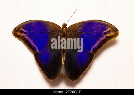 Goiânia, Goias, Brésil – 15 octobre 2023 : papillon en oeil de bœuf avec des ailes bleues ouvertes sur une surface blanche. Eryphanis reevesii. Banque D'Images