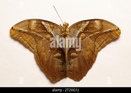 Goiânia, Goias, Brésil – 15 octobre 2023 : un papillon en oeil de bœuf avec des ailes ouvertes sur une surface blanche. Eryphanis reevesii. Vue avant. Banque D'Images