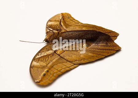 Goiânia, Goias, Brésil – 15 octobre 2023 : un papillon en oeil de bœuf avec des ailes ouvertes sur une surface blanche. Eryphanis reevesii. Vue de côté. Banque D'Images