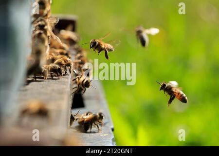 Abeilles sur une ruche à la ferme de miel de la Divette à Thiescourt (nord de la France) Banque D'Images