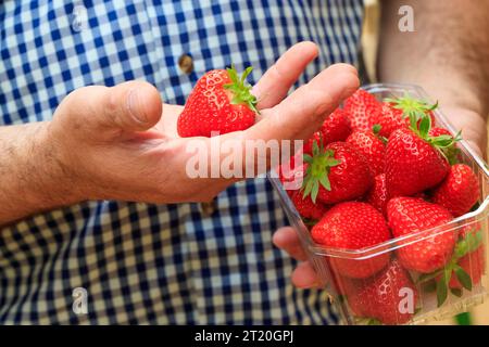 Production de fraises sans terre à Coupelle-Vieille (nord de la France). Fraises dans la main d'un producteur Banque D'Images