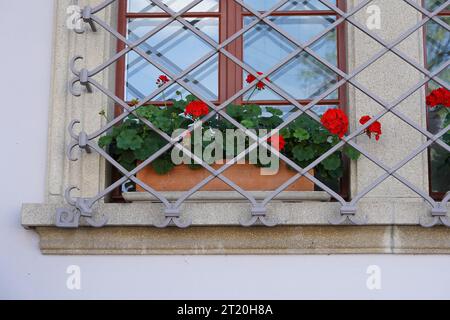 Plantes de géranium avec des fleurs rouges placées dans un pot de fleur rectangulaire en terre cuite sur un rebord de fenêtre. Toute la fenêtre est protégée par une grille métallique. Banque D'Images