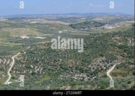 Palestine, oléiculture PALESTINE, Jénine, village Anza, oléiculture *** Palästina, Jénine, Dorf Anza, Oliven Anbau Jénine Anza Palestine Credit : Imago/Alamy Live News Banque D'Images