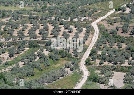 Palestine, oléiculture PALESTINE, Jénine, village Anza, oléiculture *** Palästina, Jénine, Dorf Anza, Oliven Anbau Jénine Anza Palestine Credit : Imago/Alamy Live News Banque D'Images